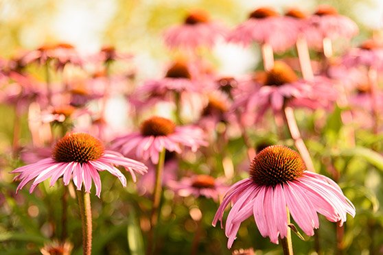 International Garden Exhibition