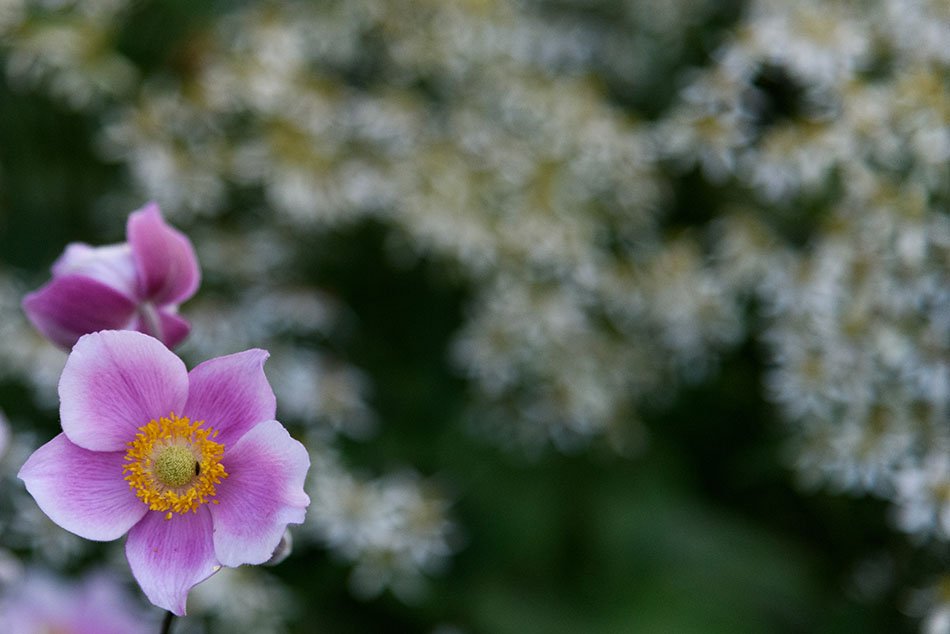 The International Garden Exhibition 2017