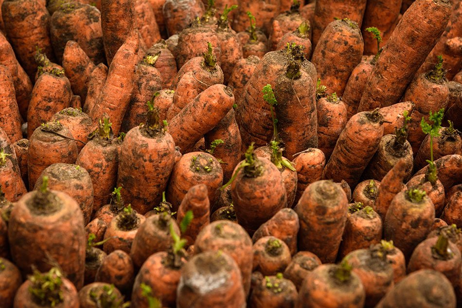 The International Garden Exhibition 2017