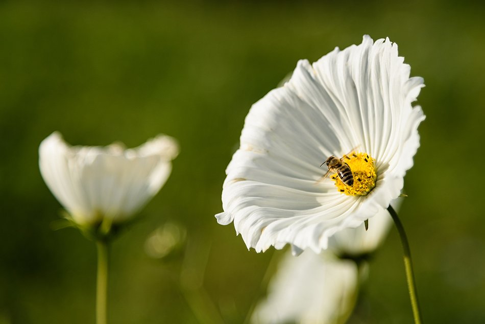 The International Garden Exhibition 2017