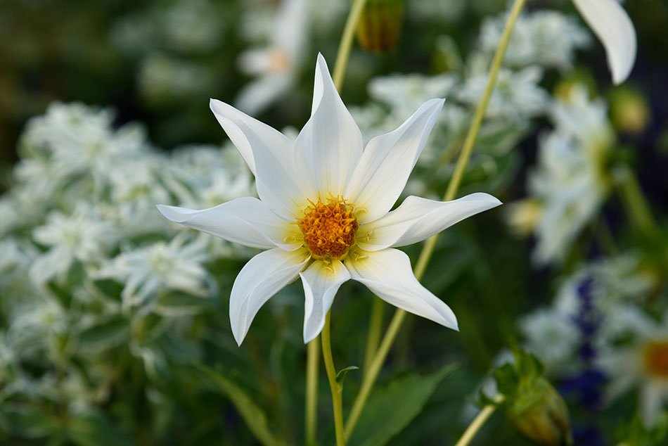 The International Garden Exhibition 2017