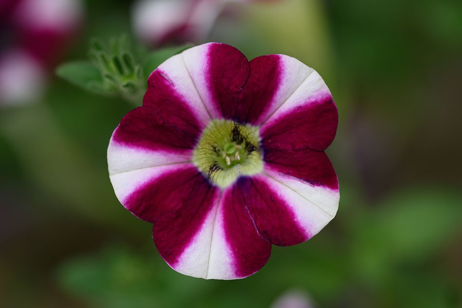 The International Garden Exhibition 2017