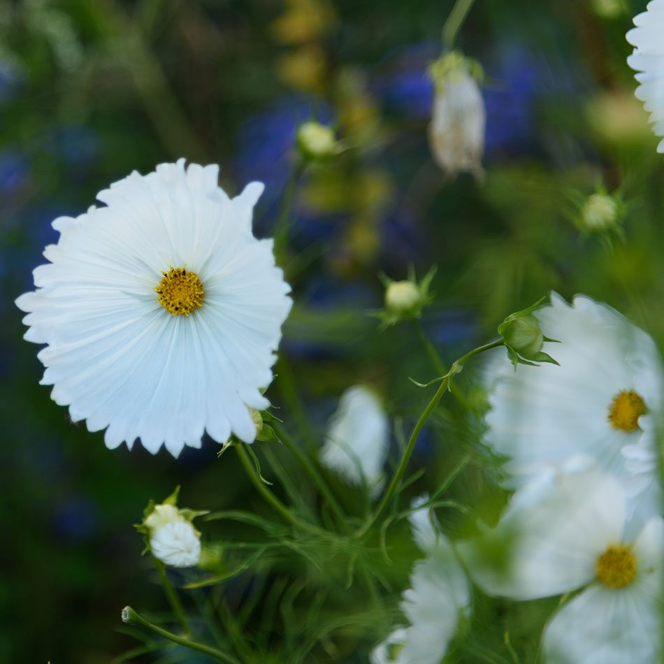 The International Garden Exhibition 2017