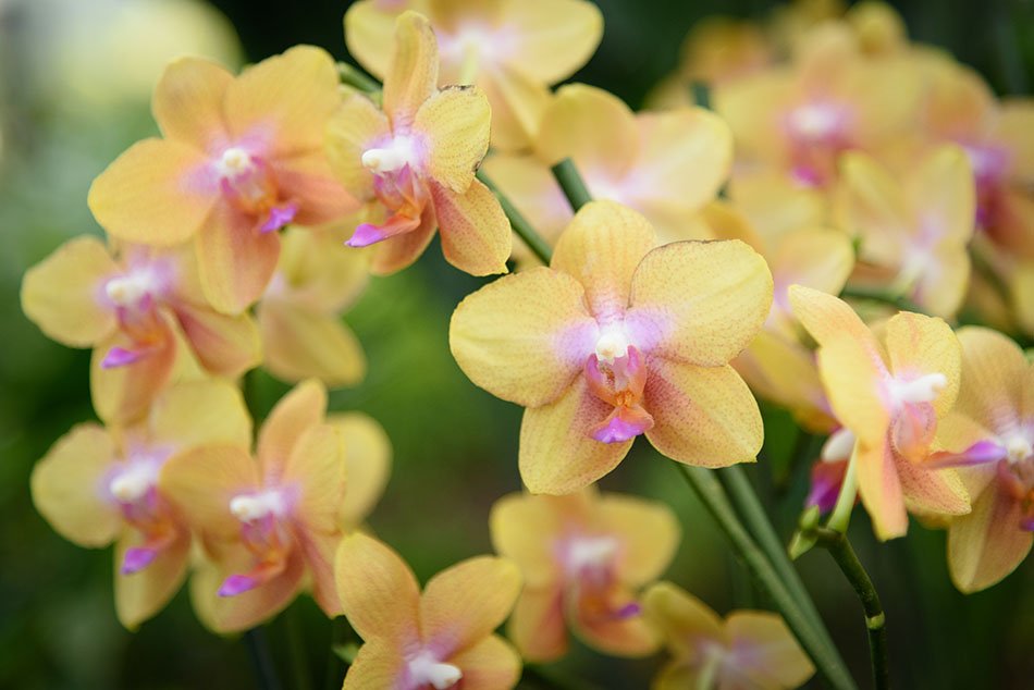 The International Garden Exhibition 2017