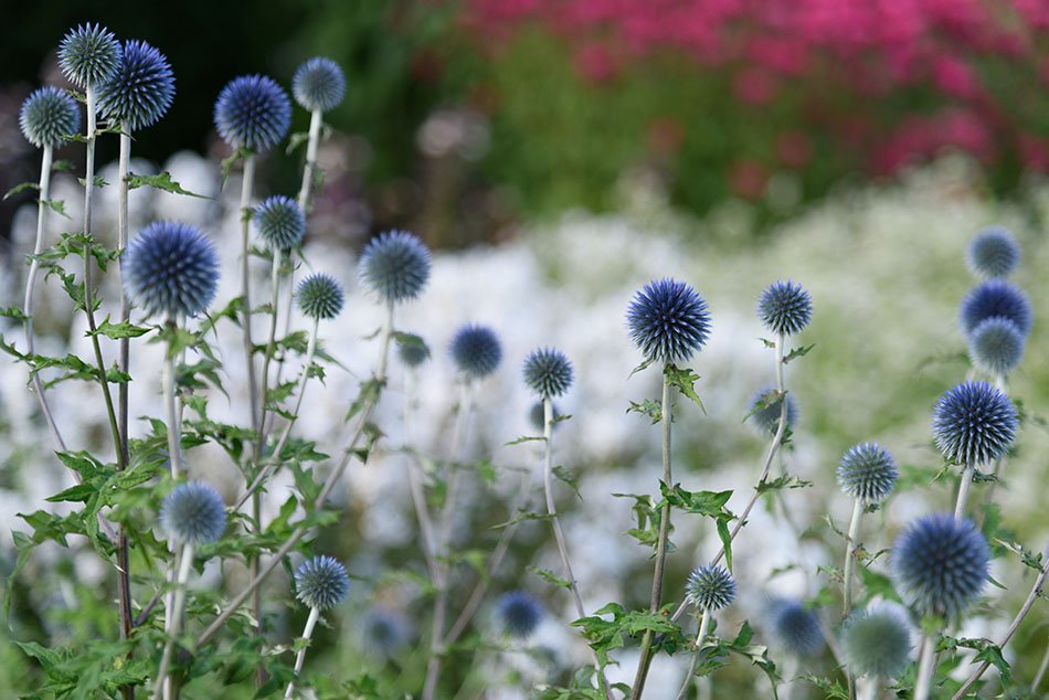The International Garden Exhibition 2017