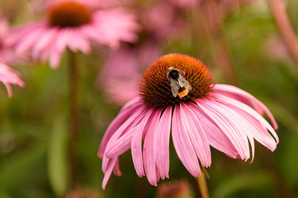 The International Garden Exhibition 2017