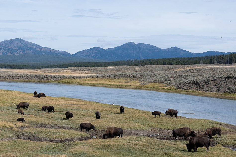 Bison grazing along the Yellowstone River.