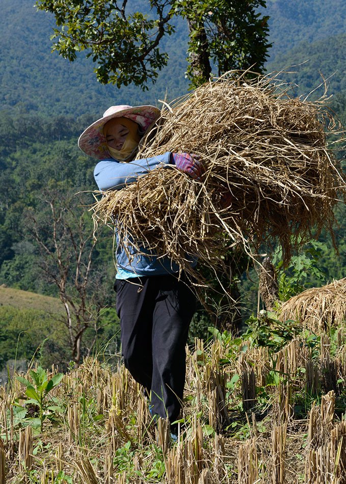A rice farmer hard at work in northern Thailand.