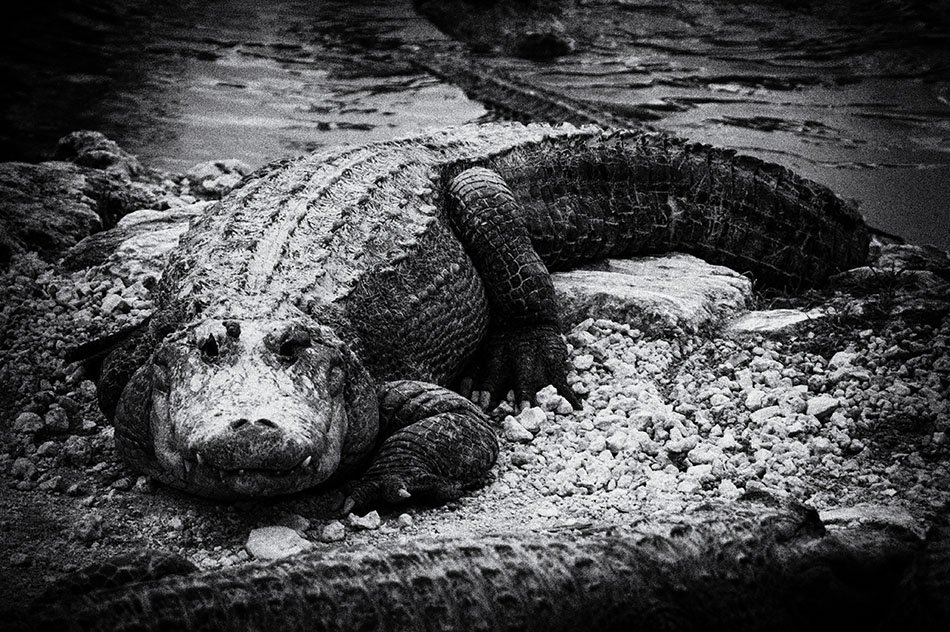 Everglades National Park, Florida.