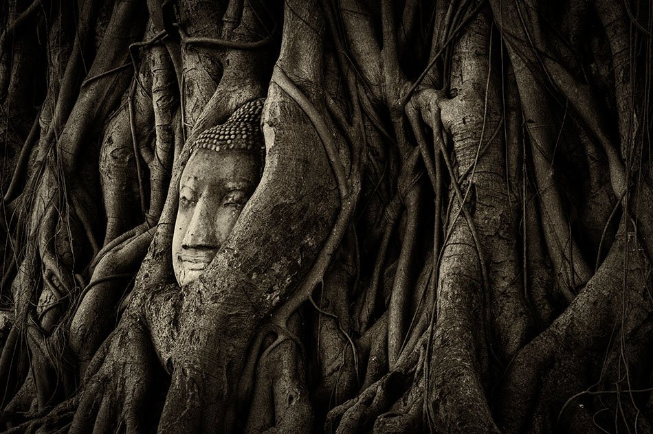 The Buddha head mysteriously entwined in roots at the site of Wat Mahathat, Ayutthaya.