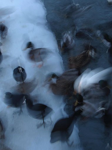 A blur of ducks.