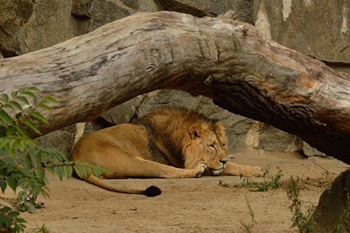 A lion sleeping under a tree.
