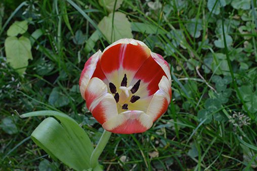 tulip with large depthi of field.
