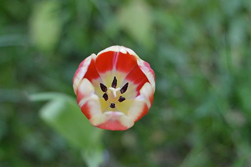tulip with shallow depth of field.