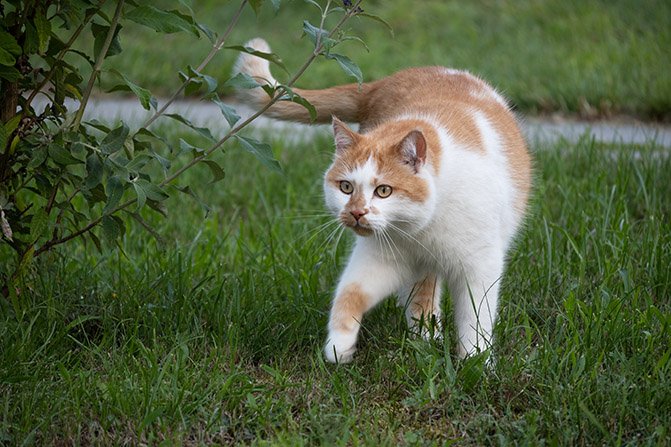 Cats.