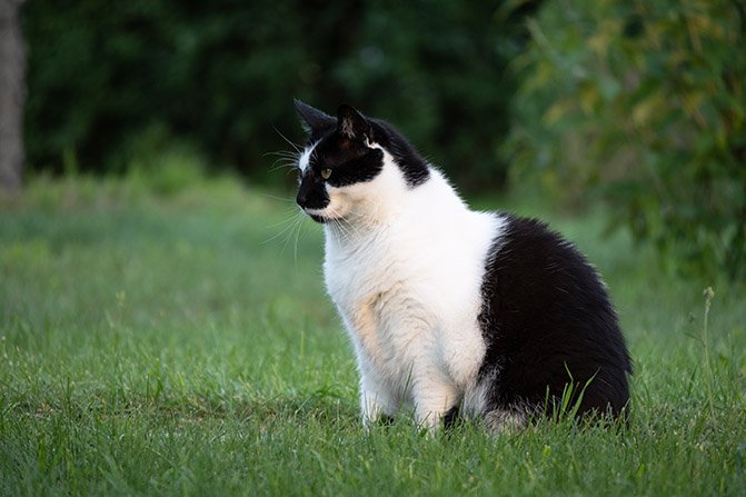 Cats.