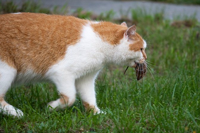 Cat catches mouse.