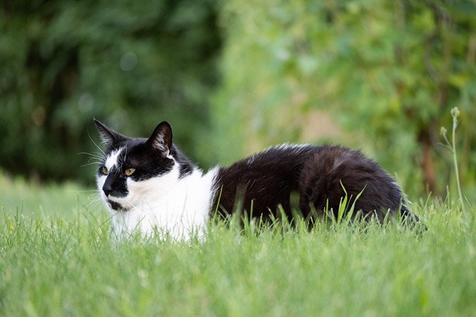 Cats.
